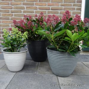 Bloempotten Juvenia